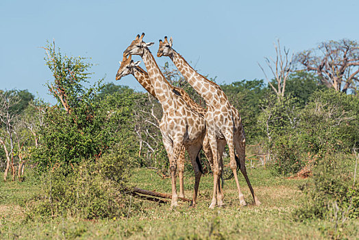 三个,南非,长颈鹿,站立,灌木丛