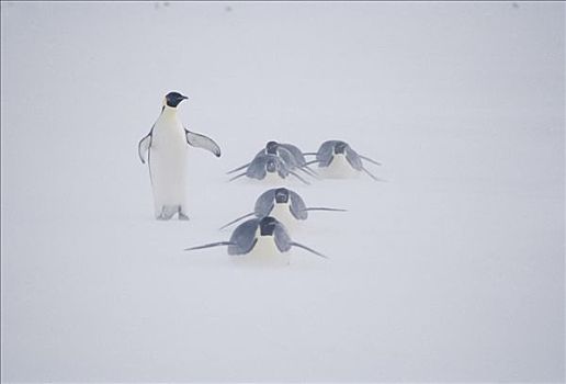 帝企鹅,寻找,栖息地,五月,走,英里,南极