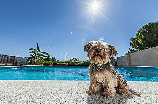 狗,坐,游泳池,晴天