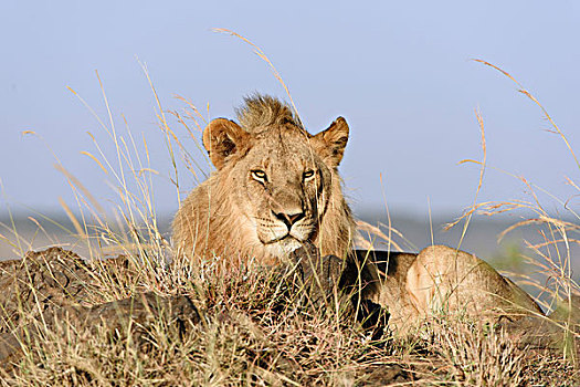 幼兽,雄性,狮子,石头,马赛马拉国家保护区,肯尼亚,非洲