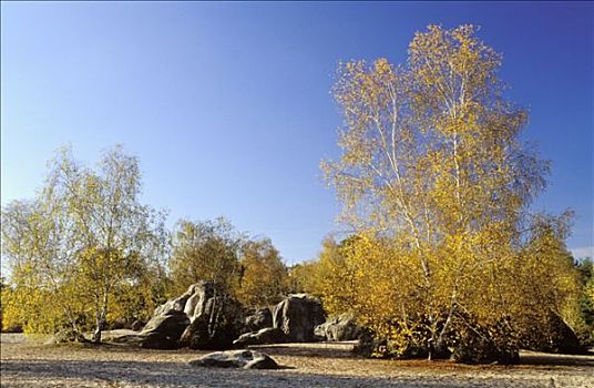 枫丹白露,法国,山丘,沙子