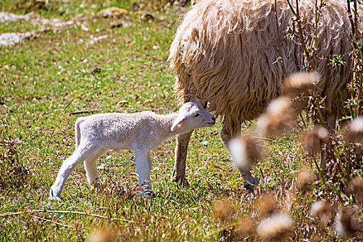 绵羊,羊羔,放牧,米诺卡岛,地点