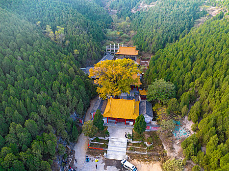 济南淌豆寺千年银杏