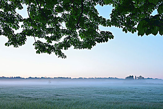 栗子树,枝条,地点,早晨,自然保护区,黑森州,德国,欧洲