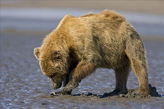 大灰熊,棕熊,潮汐,阿拉斯加
