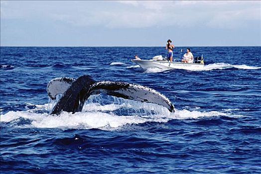 研究人员,摄影,驼背鲸,大翅鲸属,鲸鱼,夏威夷