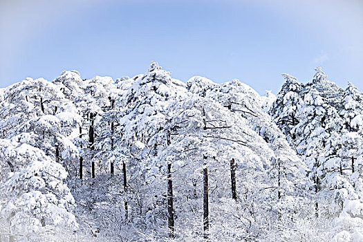 雪景,黄山