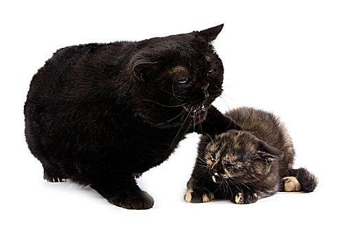 黑色,英国短毛猫,家猫,小猫,白色背景,屈服,姿势
