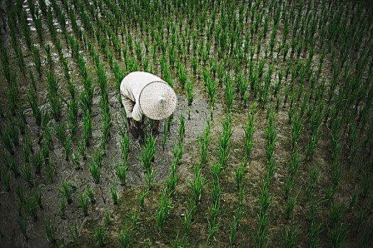 稻田,农民,地点