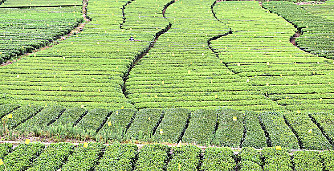 茶园茶叶风景风光