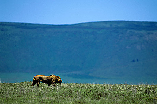 坦桑尼亚,恩戈罗恩戈罗火山口,狮子