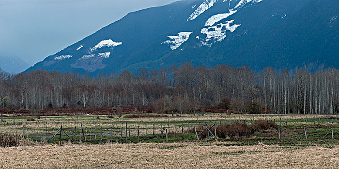 木篱,地点,山,背景,惠斯勒,不列颠哥伦比亚省,加拿大
