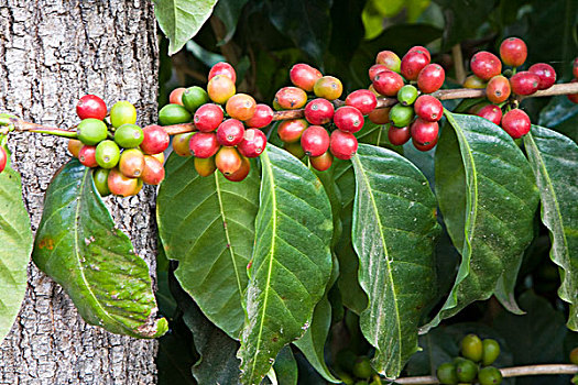 危地马拉,安提瓜岛,咖啡种植园,博物馆,咖啡,红色,咖啡豆,植物