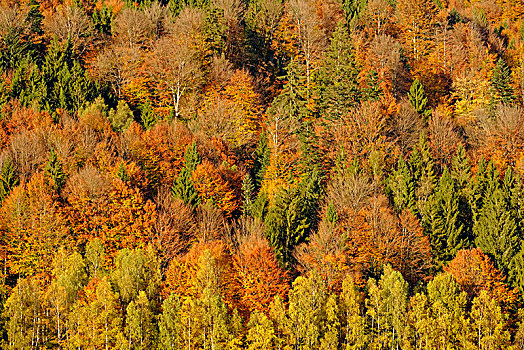 秋天,混交林,靠近,巴伐利亚森林国家公园,下巴伐利亚,巴伐利亚,德国,欧洲