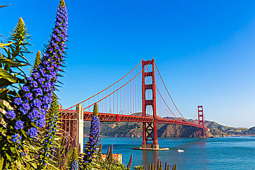 金门大桥,旧金山,紫花,蓝蓟属,加利福尼亚