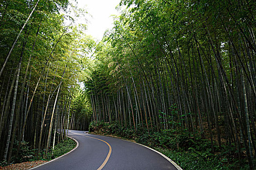 汽车素材,漂亮的竹林中的沥青路面