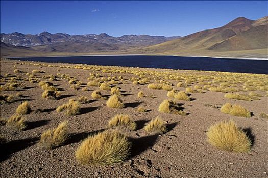 智利,高,阿塔卡马沙漠,泻湖,山