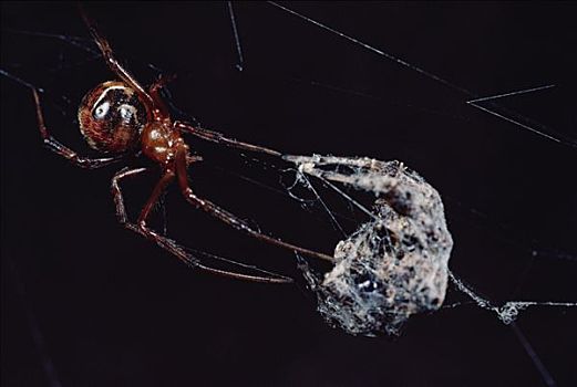 蜘蛛,蜘蛛网,惊奇,跳跃,移动,粘性,蜘蛛丝,食肉动物,捕食,昆士兰,澳大利亚