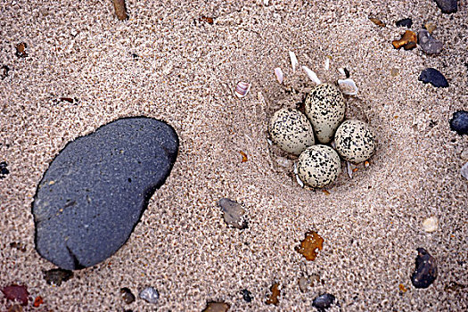 蛋,沙滩