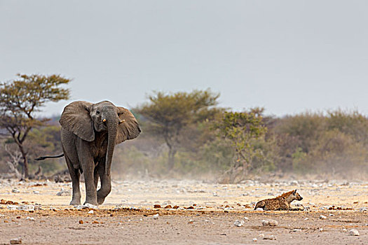 非洲,灌木,大象,非洲象,斑鬣狗,水坑,纳米比亚