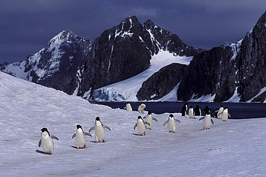 南极,阿德利企鹅,走,海洋