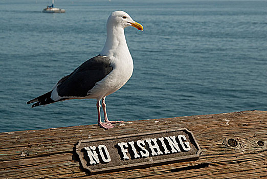美国,加利福尼亚,圣芭芭拉,饲养,西部,海鸥,码头,禁止钓鱼,标识