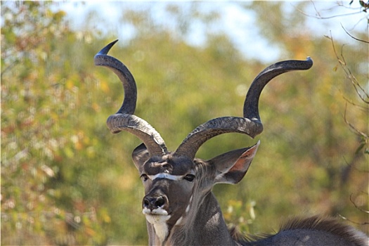 捻角羚,纳米比亚