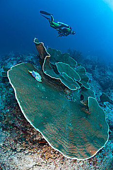 潜水,看,盘子,珊瑚,四王群岛,印度尼西亚