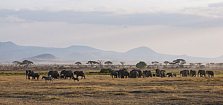 非洲大象035