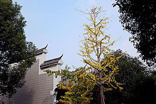 长沙岳麓山风景名胜区橘子洲景区银杏秋景