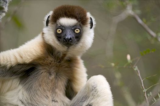 维氏冕狐猴,肖像,脆弱,贝伦提私人保护区,马达加斯加
