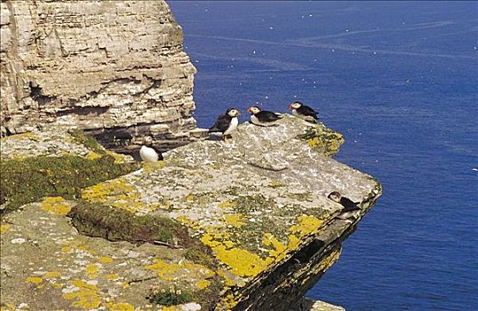 角嘴海雀,北极,海鸟,设得兰群岛,苏格兰,英国,欧洲
