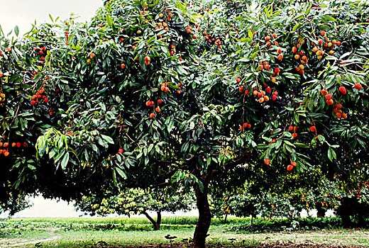 荔枝,流行,水果,夏季,成熟,孟加拉