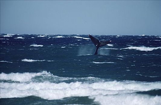 南露脊鲸,尾部,瓦尔德斯半岛,阿根廷