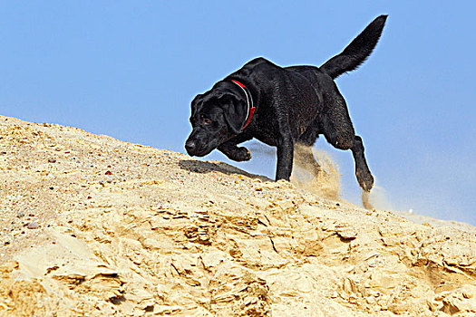 黑色拉布拉多犬,雄性,跟随,气味,跑