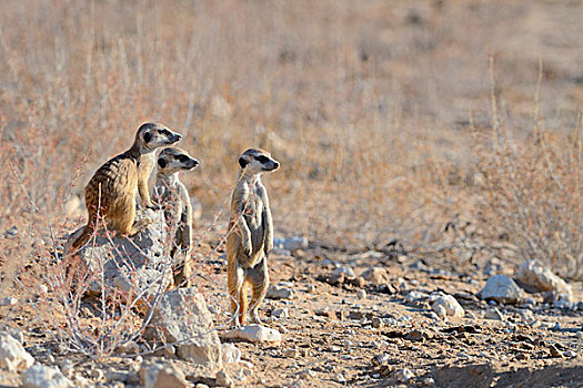 幼兽,猫鼬,站立,专注,卡拉哈迪大羚羊国家公园,北开普,南非,非洲