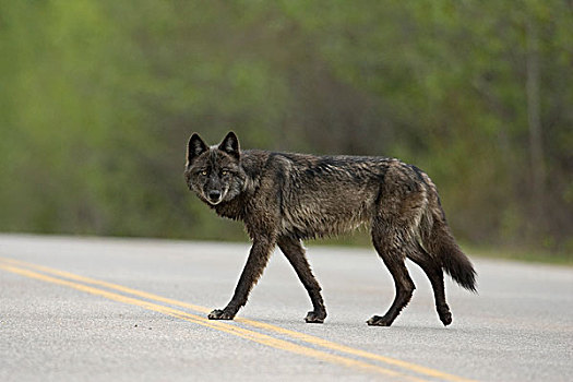 大灰狼,狼,穿过,公路,蒙大拿