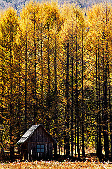 针叶林下的木屋