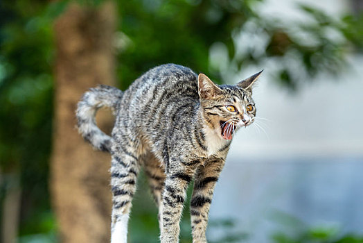 后院花园里玩耍的可爱猫眯