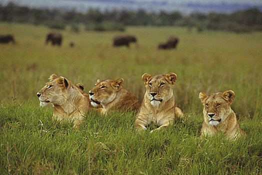 肯尼亚,马赛马拉,大象,背景