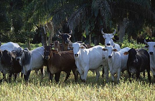 家牛,牧群,潘塔纳尔,巴西