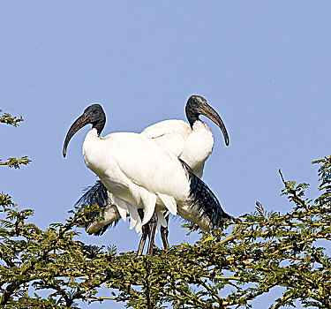 肯尼亚,一对,圣鹮,鸟,站立,肢体