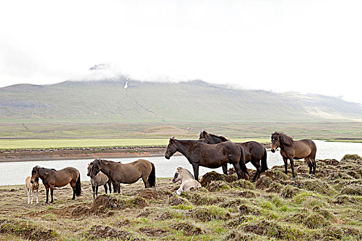 草场,小马,冰岛,风景