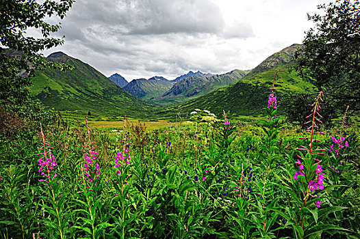 山谷,野花,阿拉斯加,山脉