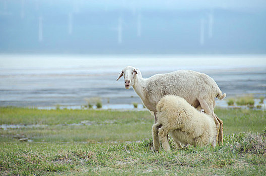 湖边,羊群