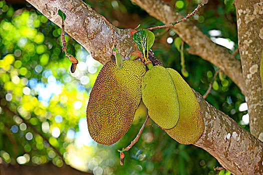 木菠萝,诺西空巴,马达加斯加,非洲