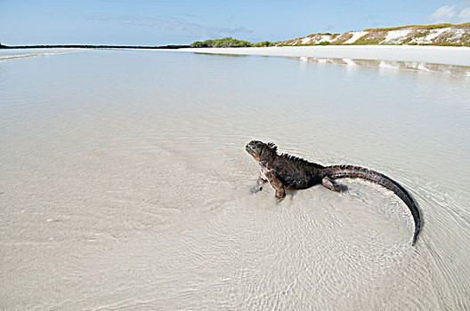 海鬣蜥,海滩,加拉帕戈斯群岛,厄瓜多尔