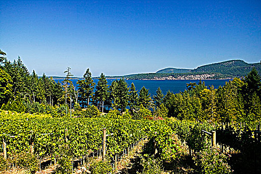 看,岛屿,葡萄酒厂,不列颠哥伦比亚省,加拿大