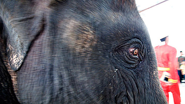 大象,眼,泰国,一月,2007年