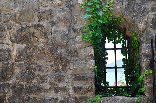 窗户,老,植物